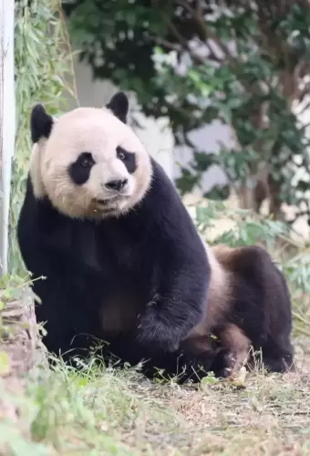 Panda Yuan Xiao 4