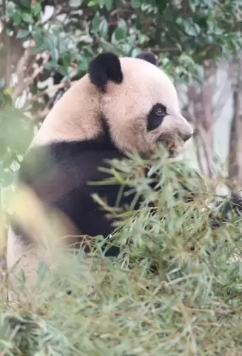 Panda Yuan Xiao 5